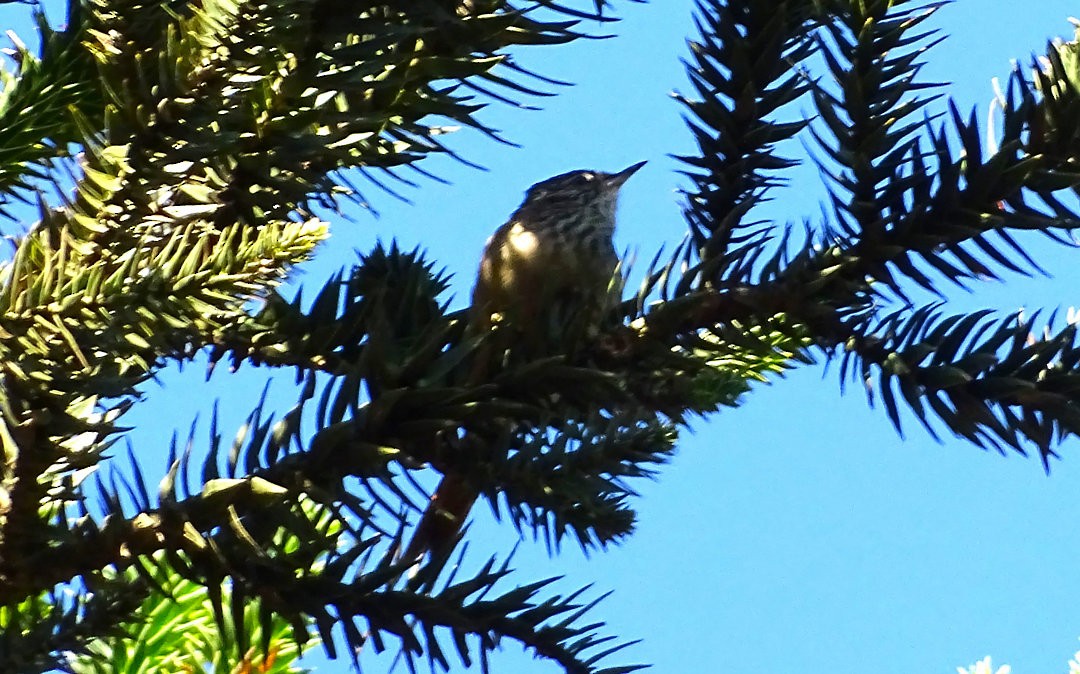 Araucaria Tit-Spinetail - ML647709183