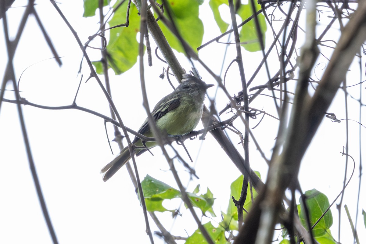 Forest Elaenia - ML647709186