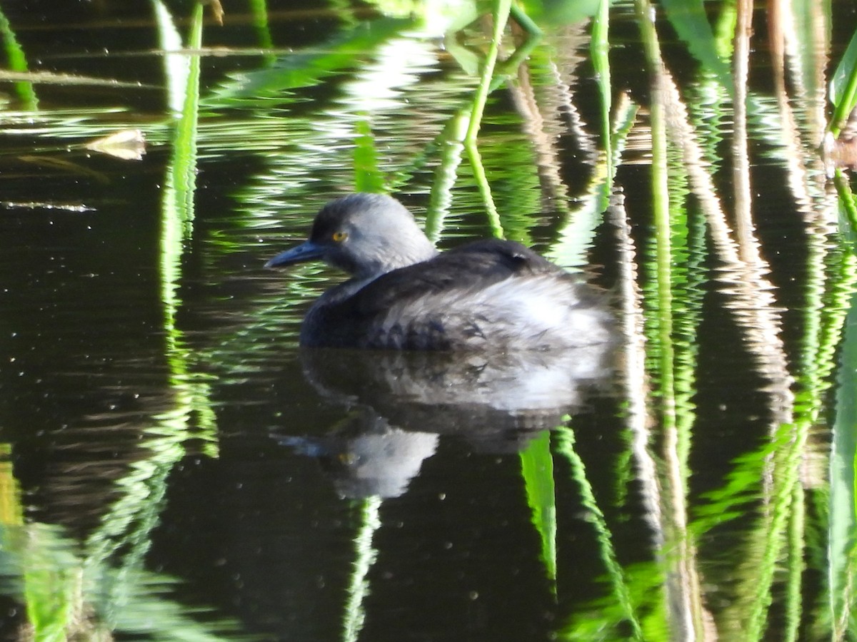 Least Grebe - ML647709188