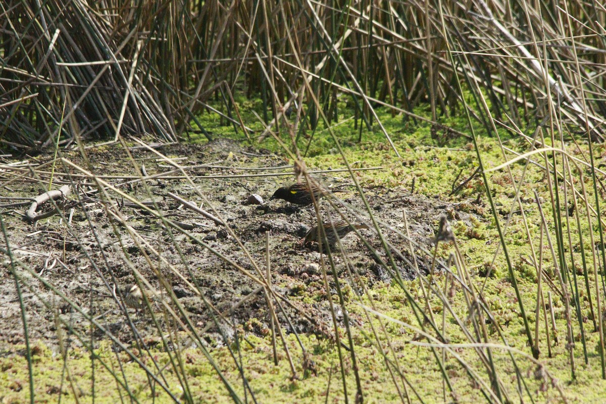 Yellow-winged Blackbird - ML647709190
