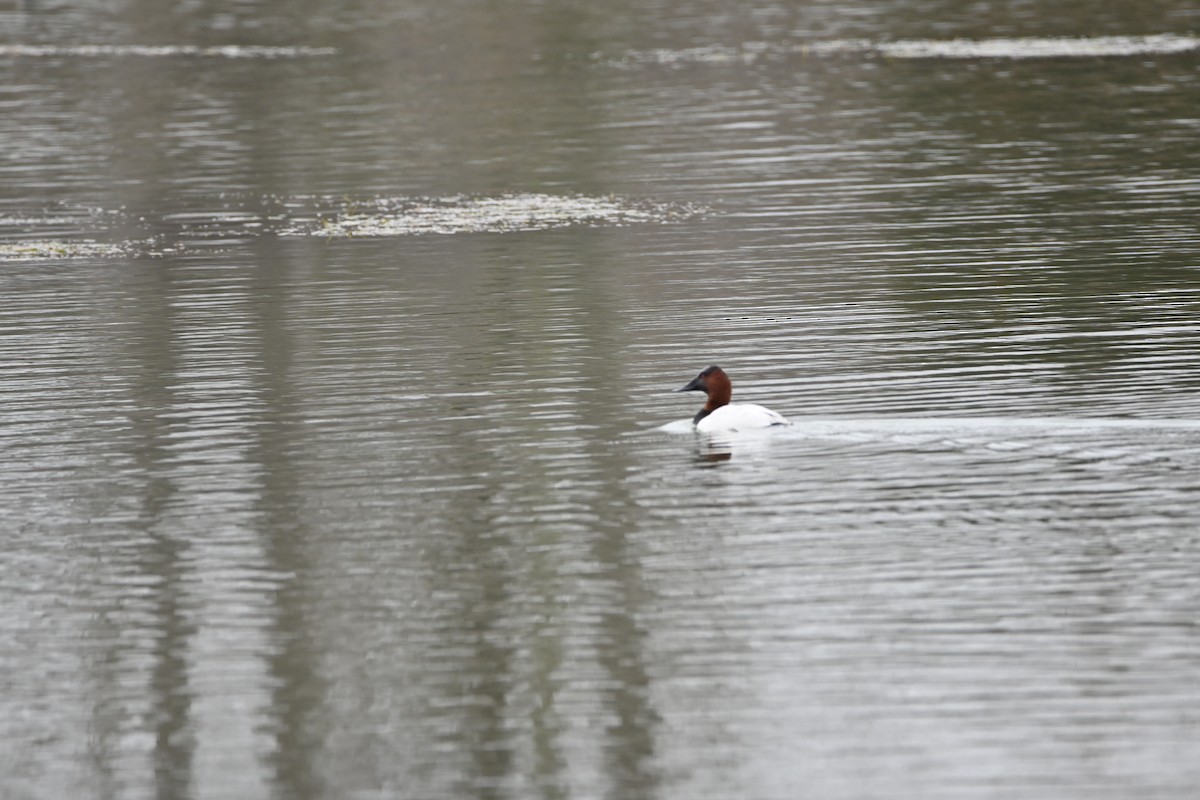 Canvasback - ML647709191