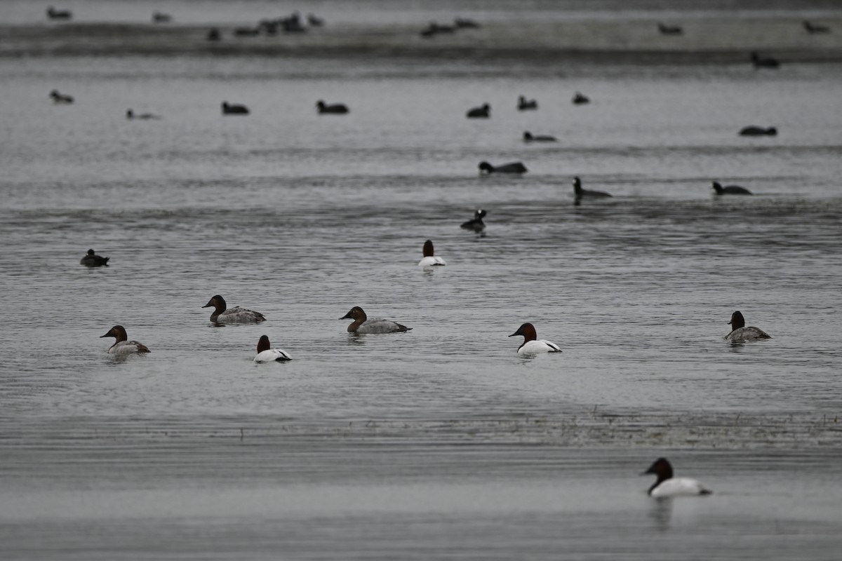 Canvasback - ML647709192