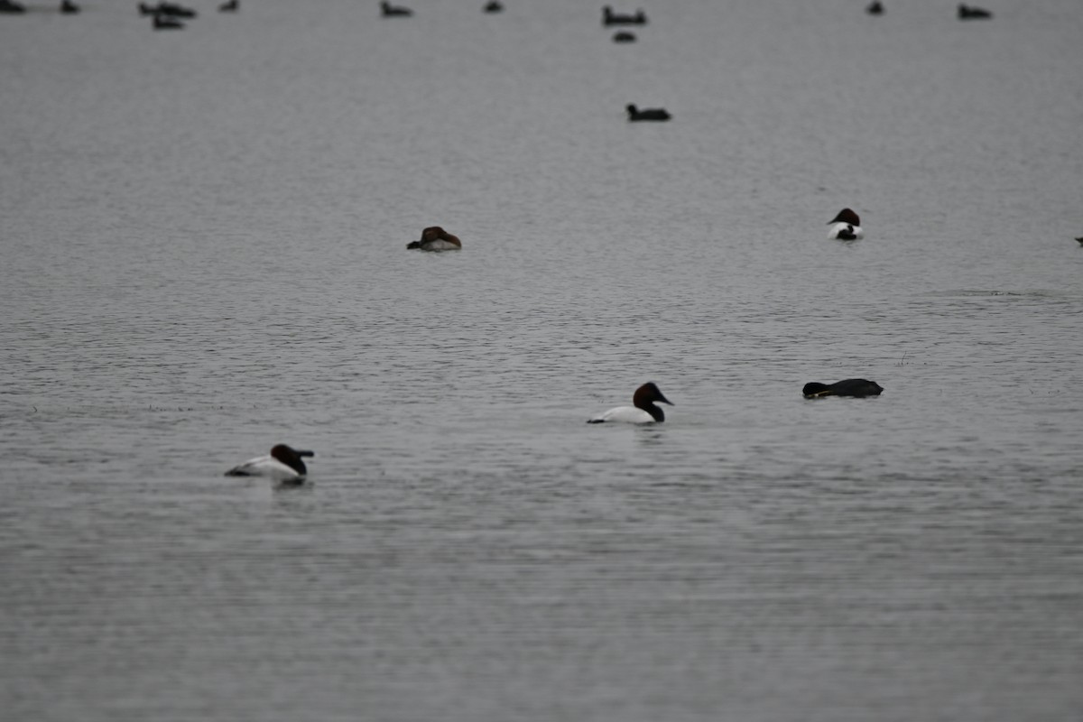 Canvasback - ML647709193