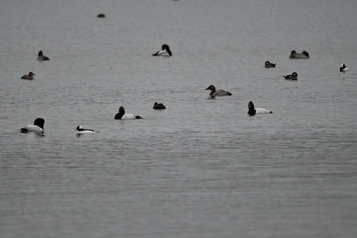 Canvasback - ML647709194