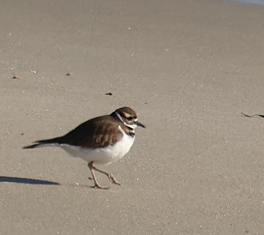 Killdeer - ML647709195