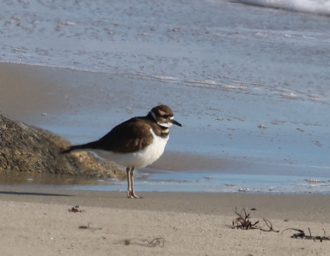 Killdeer - ML647709196
