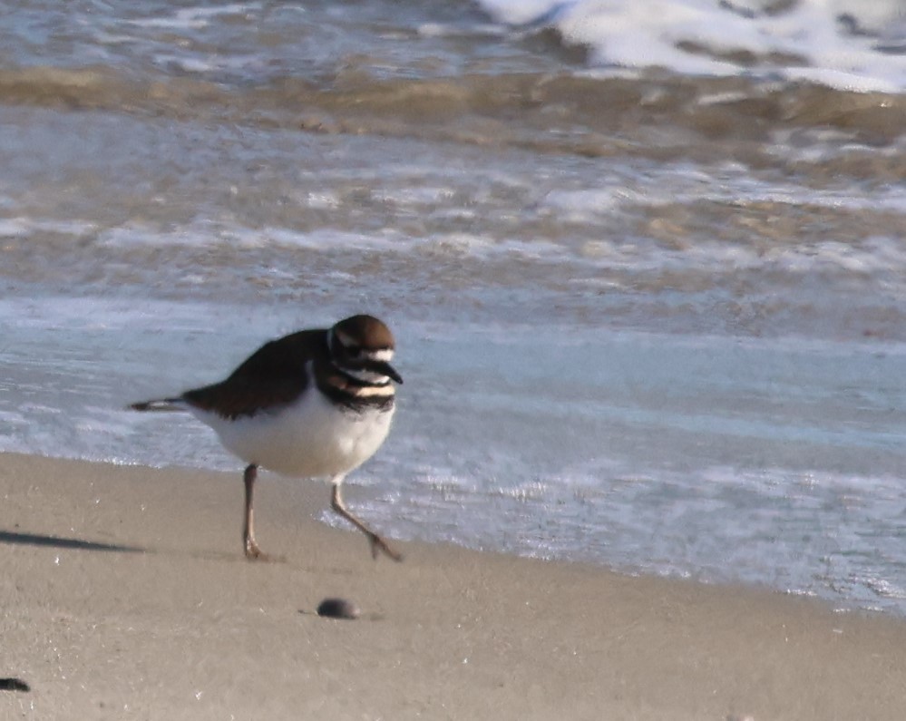 Killdeer - ML647709197