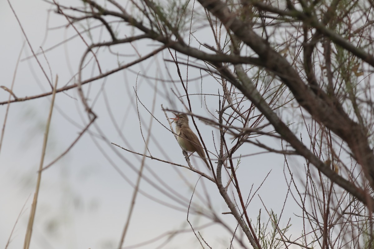 Great Reed Warbler - ML647709198