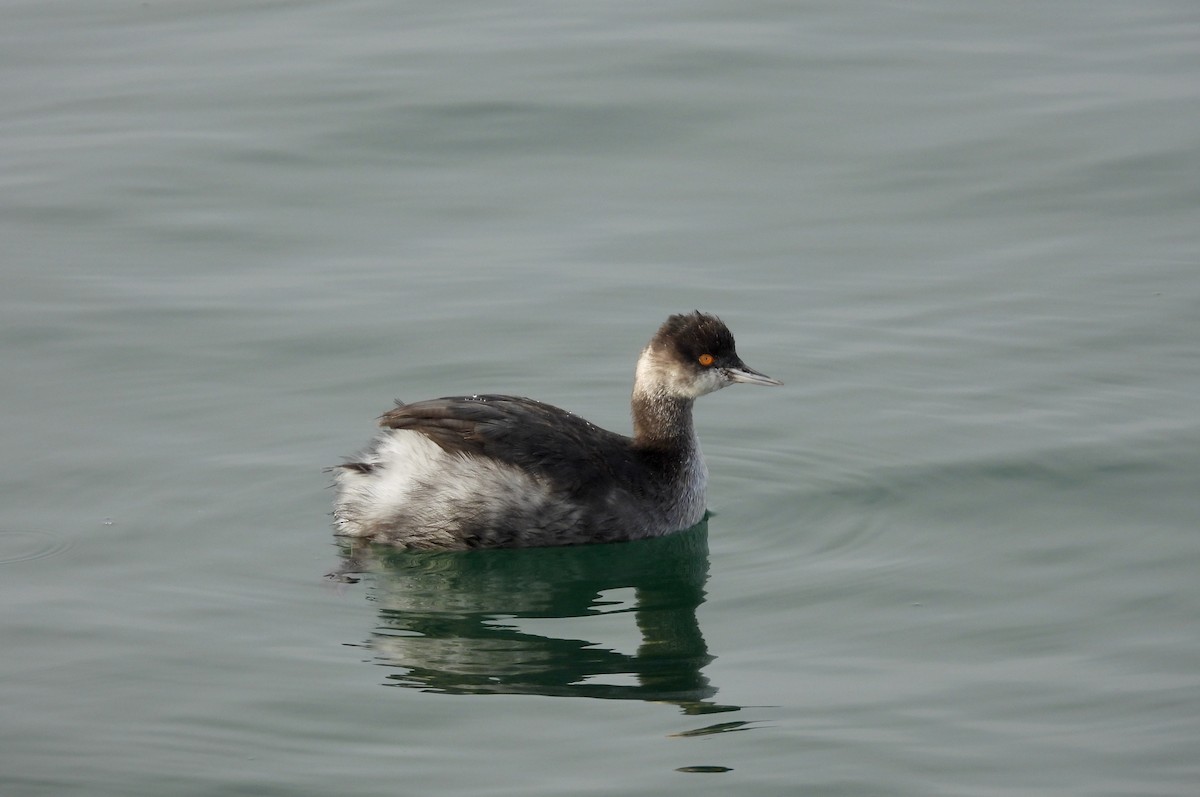 Eared Grebe - ML647709206