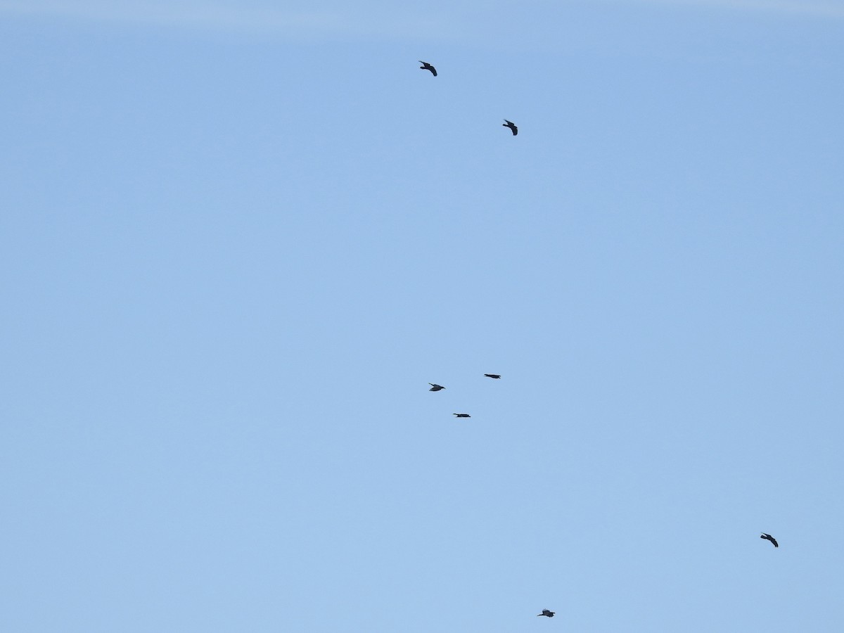 Common Raven - ML647709207