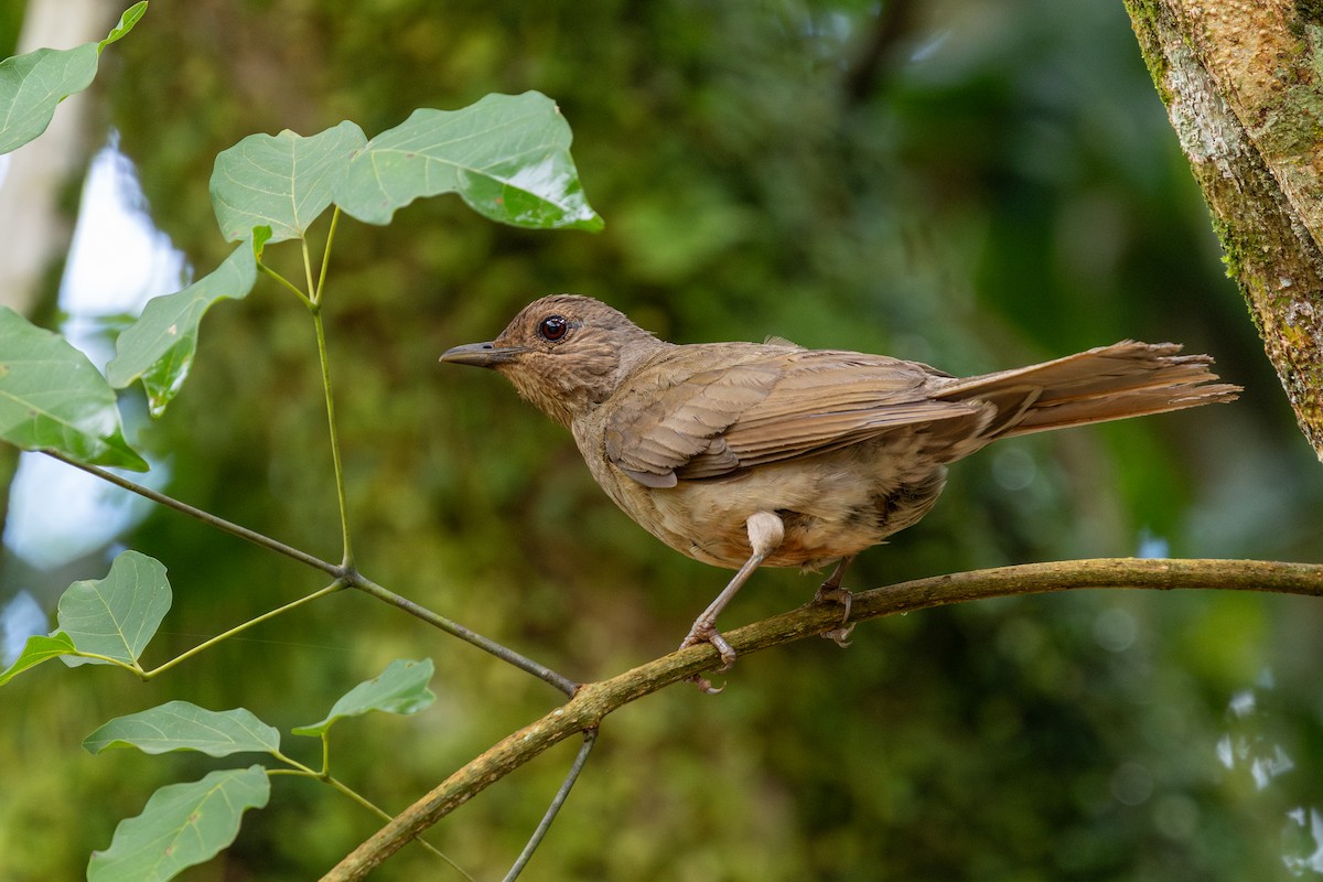 Pale-breasted Thrush - ML647709208