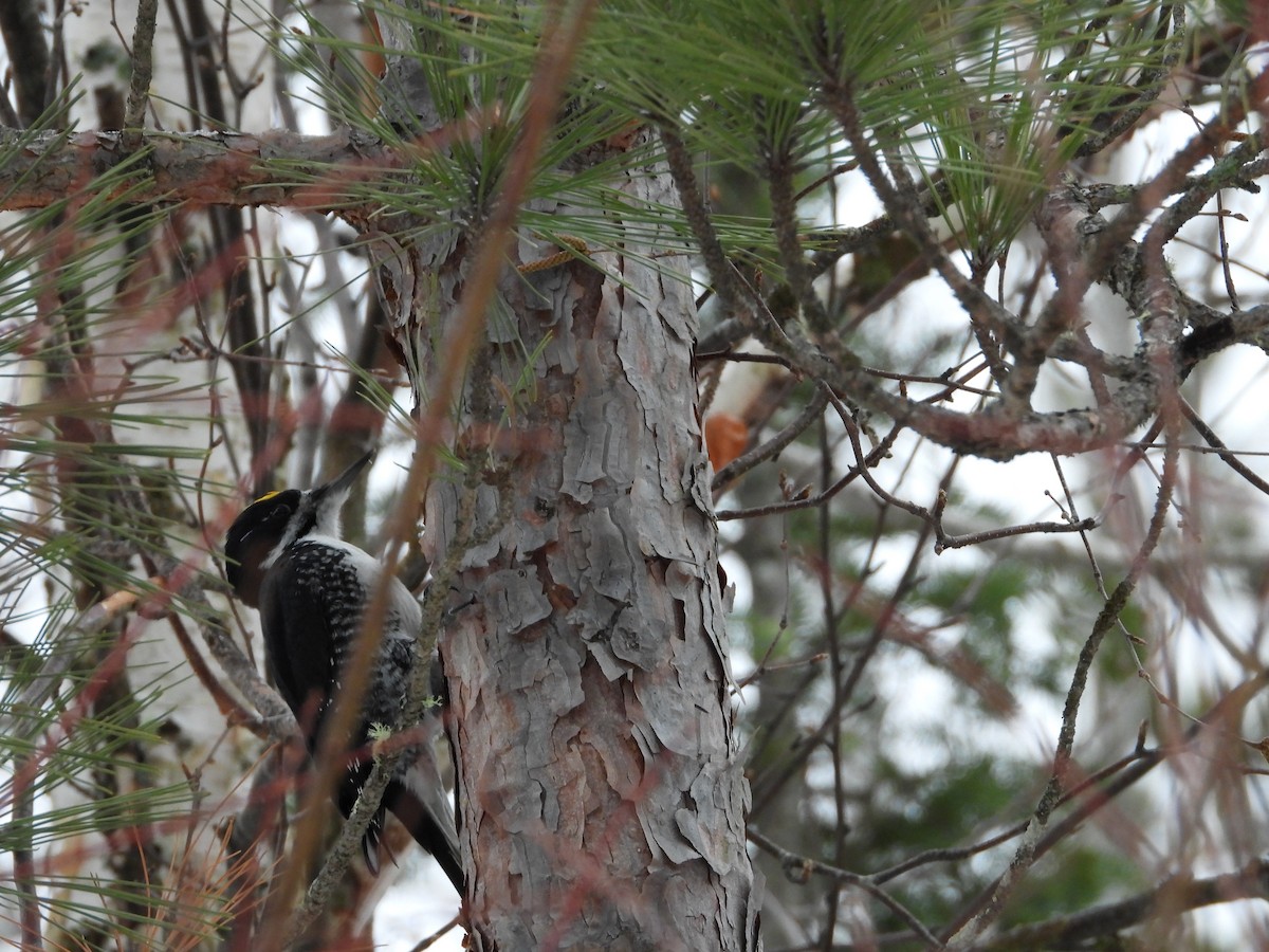 Black-backed Woodpecker - ML647709210