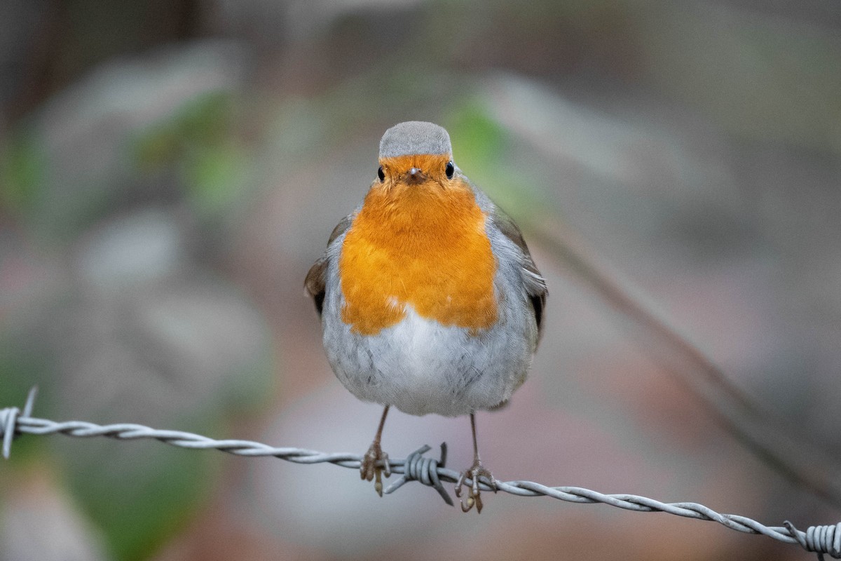 European Robin - ML647709211