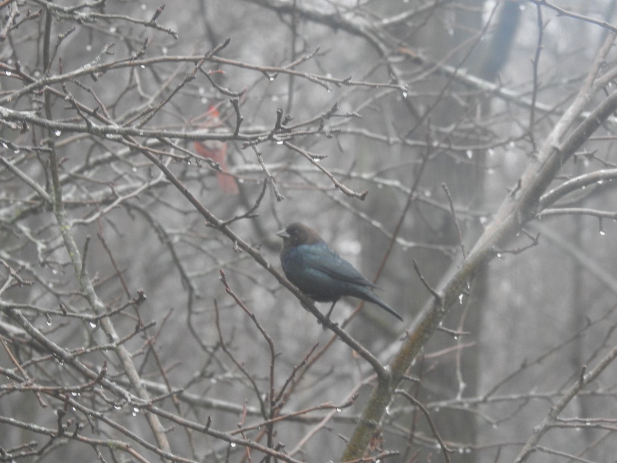 Brown-headed Cowbird - ML647709214