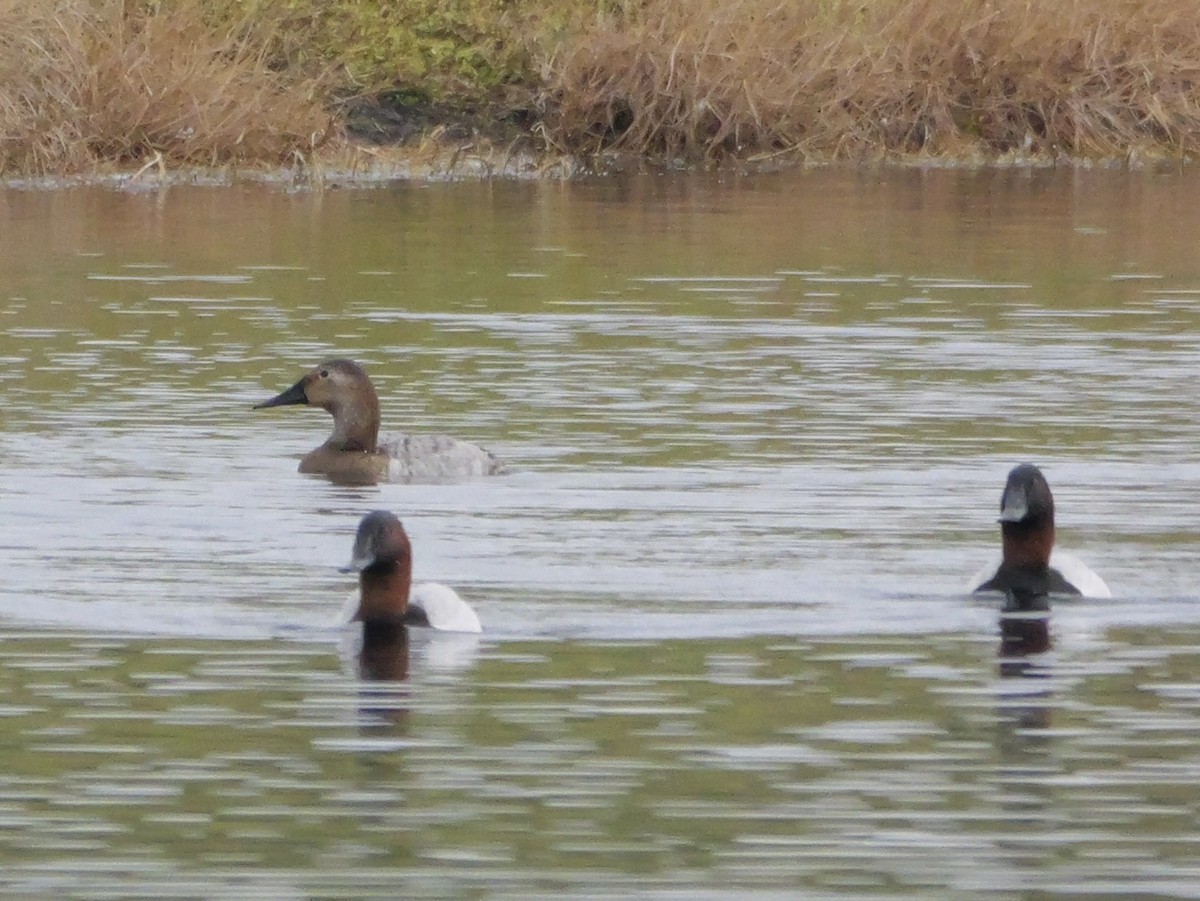 Fuligule à dos blanc - ML647709216