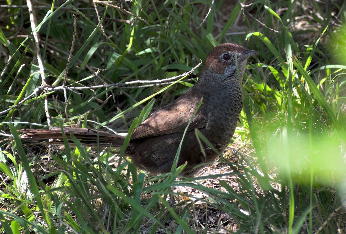 Rufous Bristlebird - ML647709217