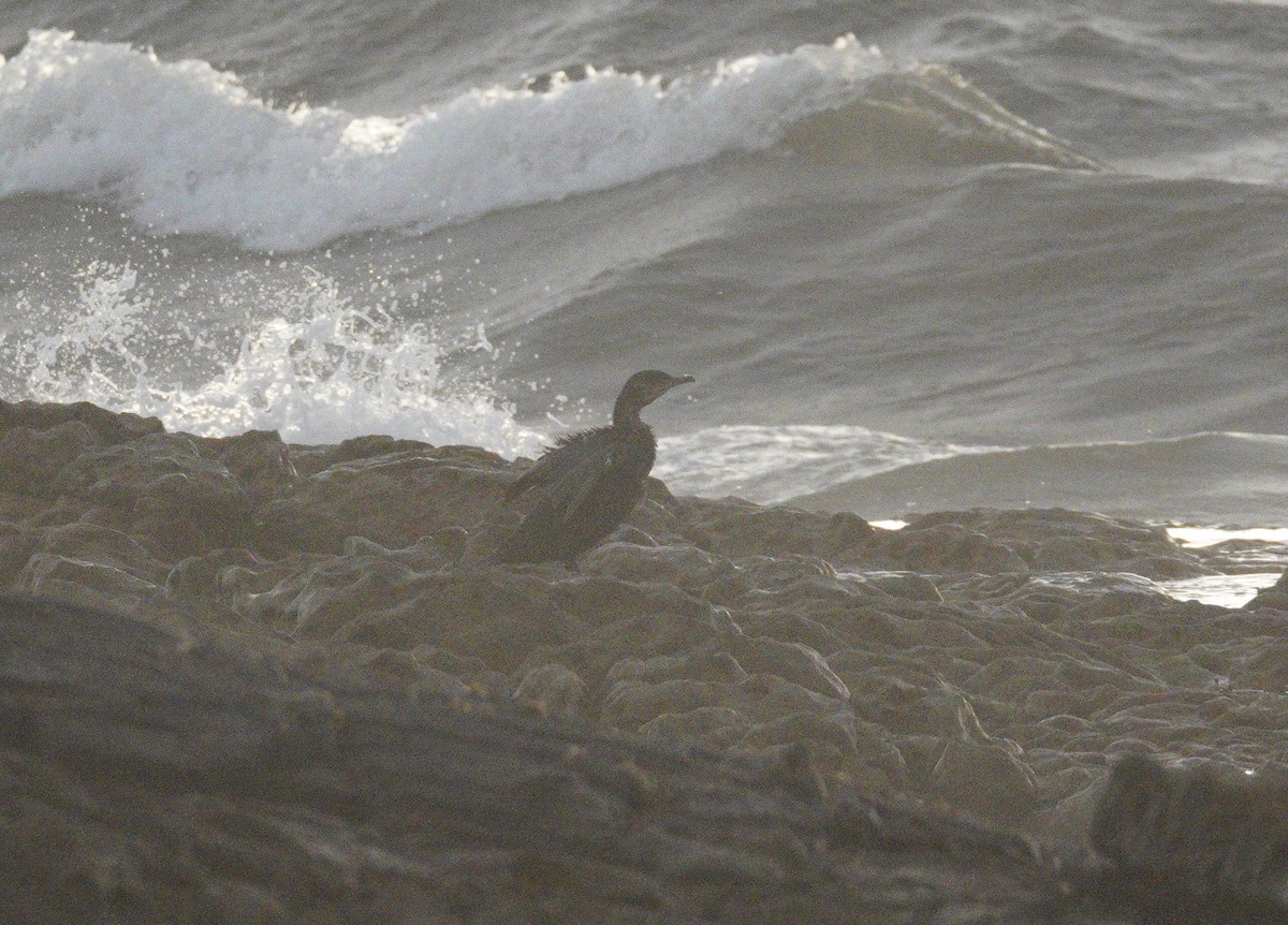 kormorán velký - ML647709255