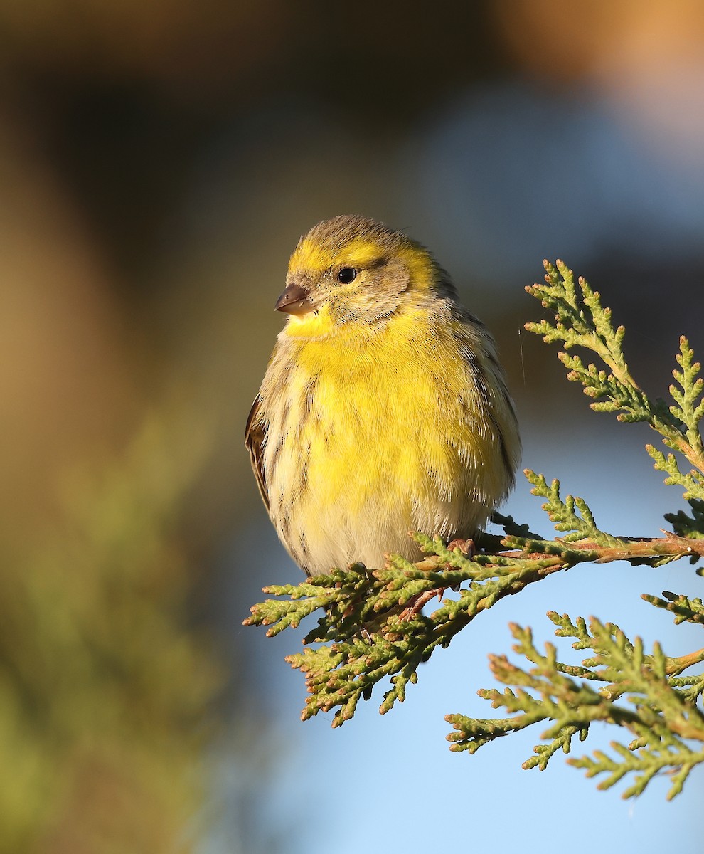 Girlitz - ML647709270