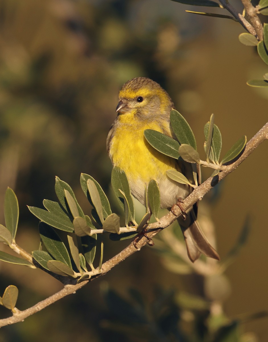 Girlitz - ML647709272