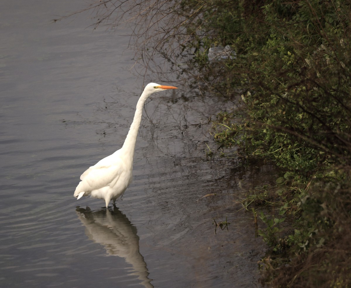 Great Egret - ML647709287