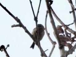 Golden-crowned Kinglet - ML647709311