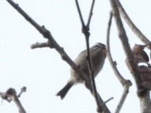 Golden-crowned Kinglet - ML647709312