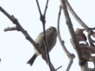 Golden-crowned Kinglet - ML647709313