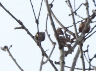 Golden-crowned Kinglet - ML647709314