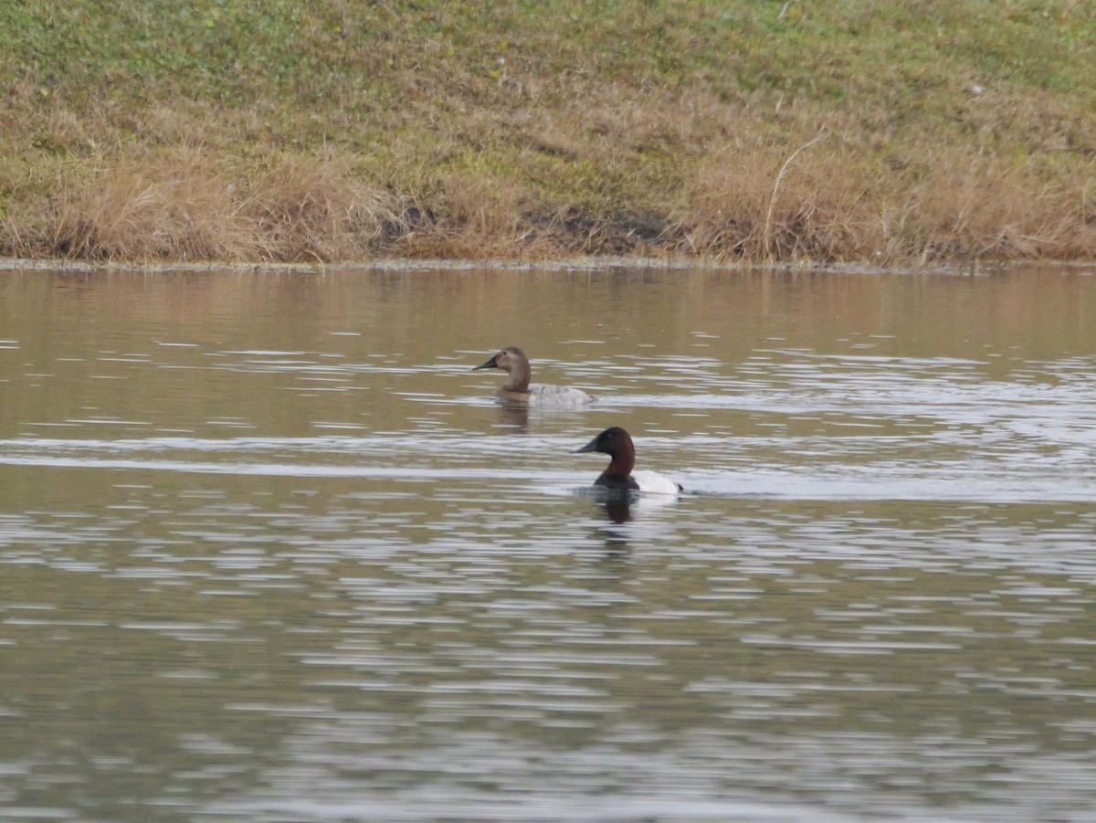 Fuligule à dos blanc - ML647709333