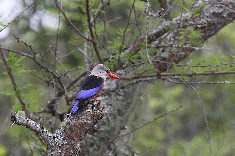 Gray-headed Kingfisher - ML647709338