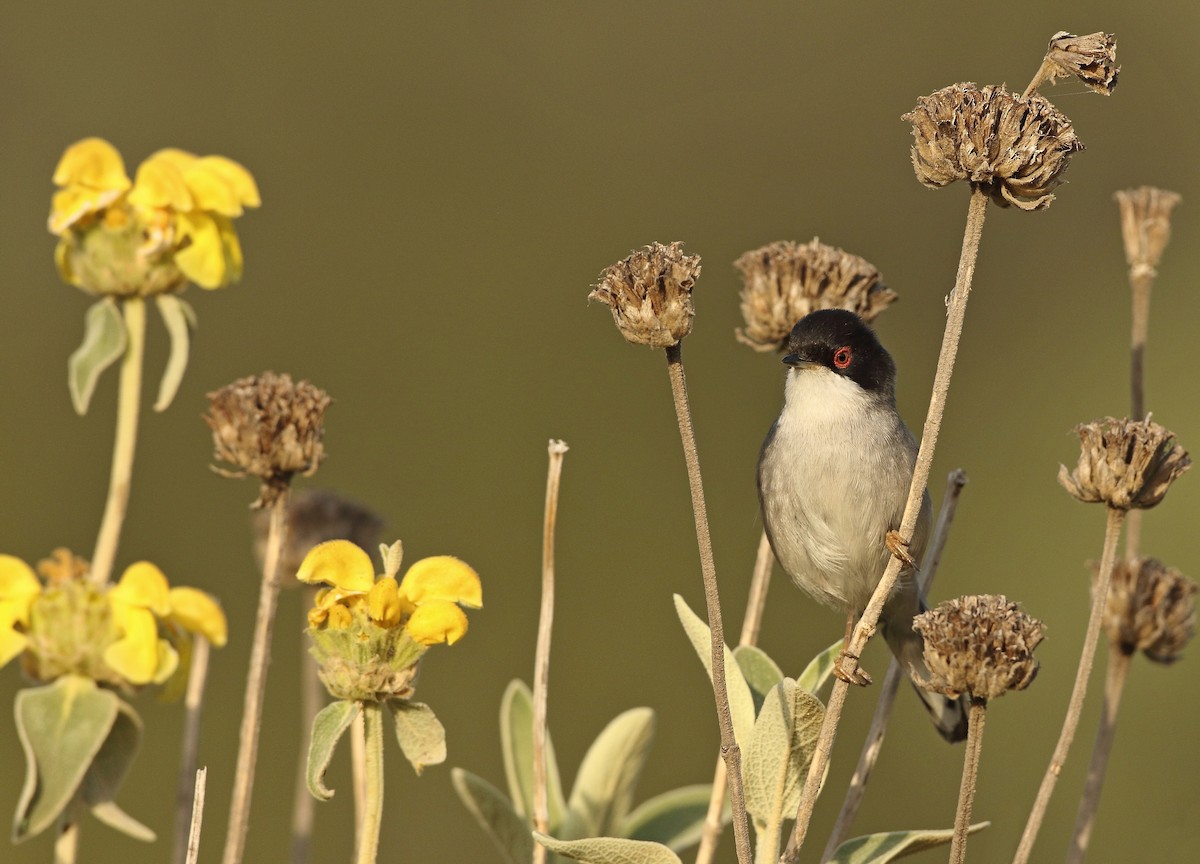 Sardinian Warbler - ML647709346