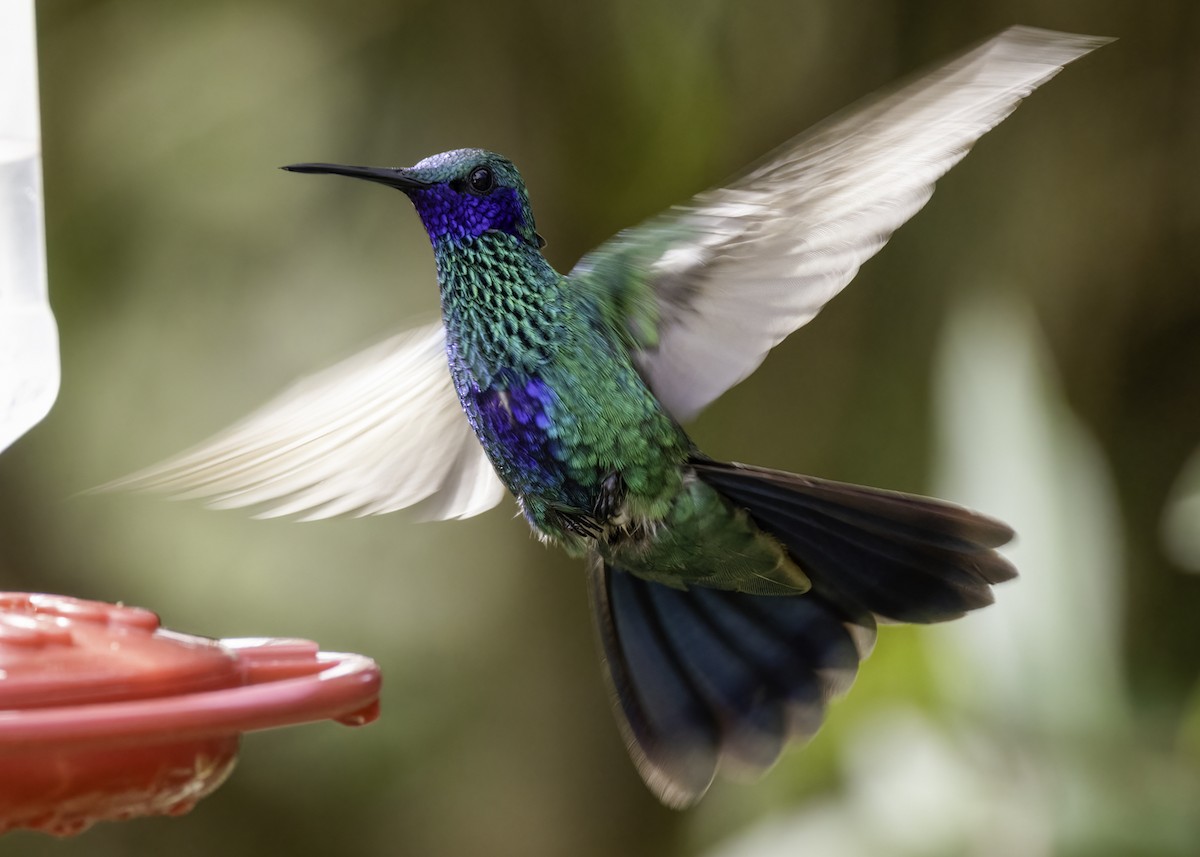 Колібрі синьочеревий - ML647709366