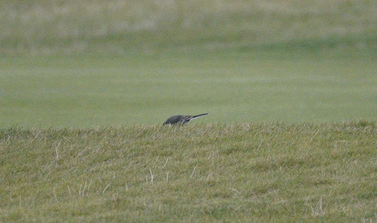 נחליאלי לבן - ML647709469