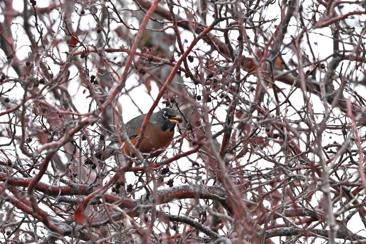 American Robin - ML647709473