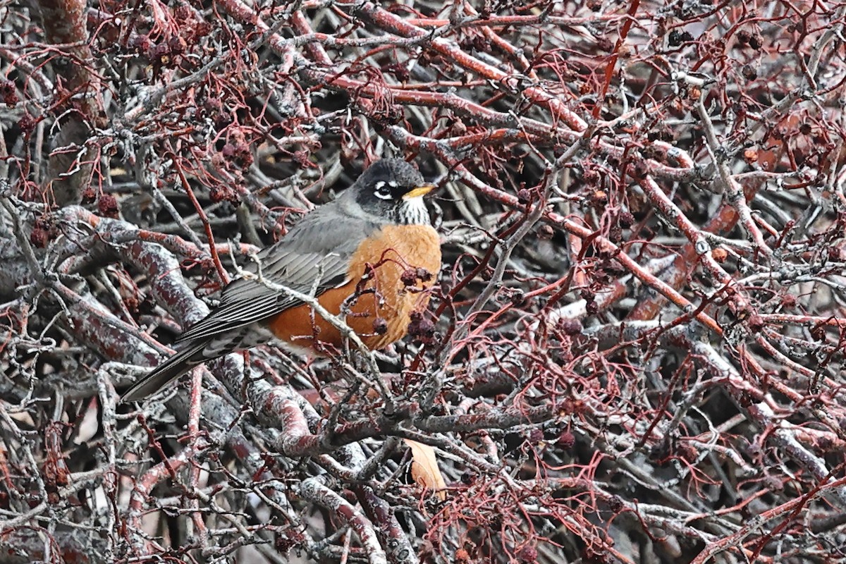 American Robin - ML647709477