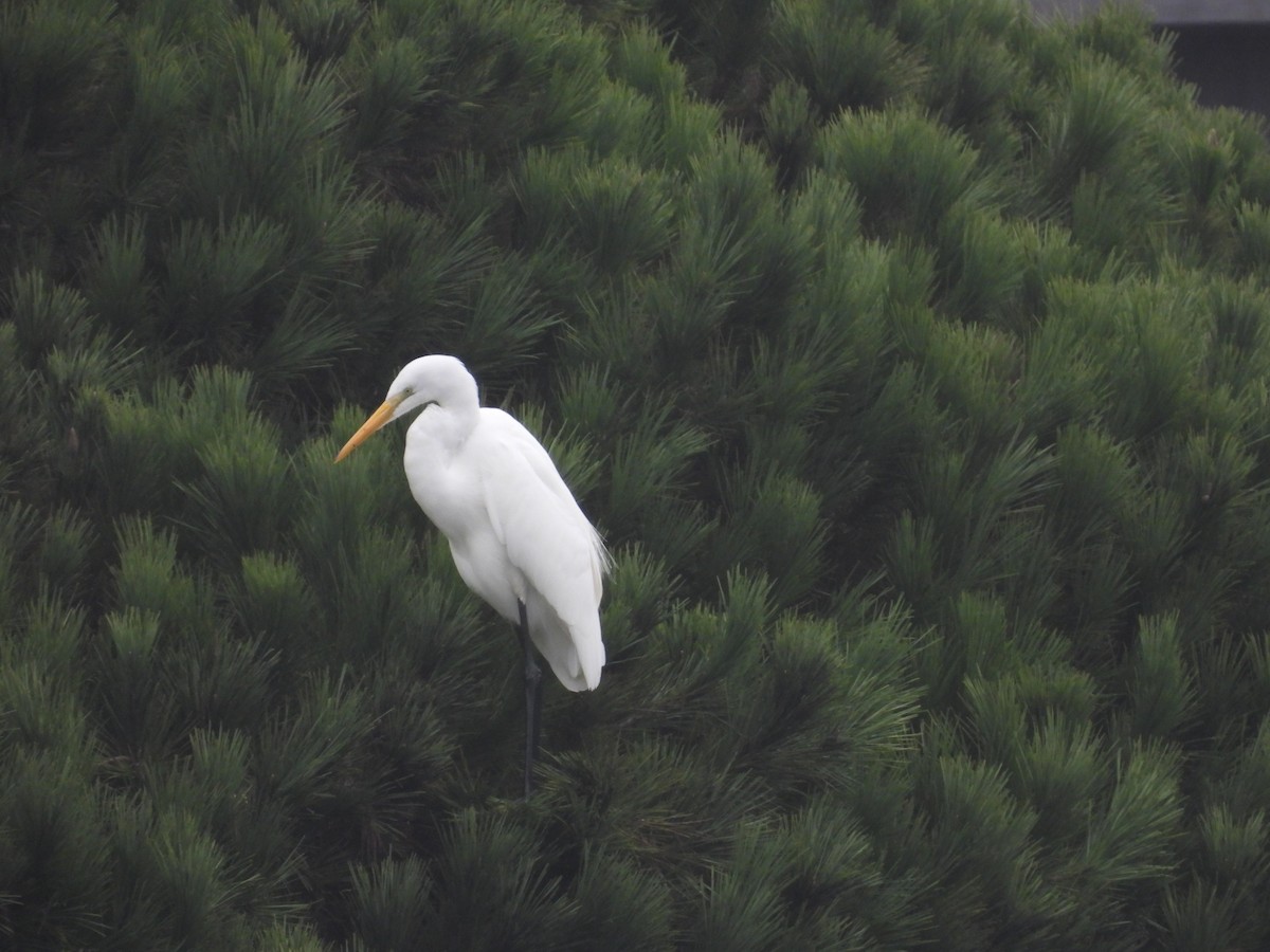 Great Egret - ML647709480