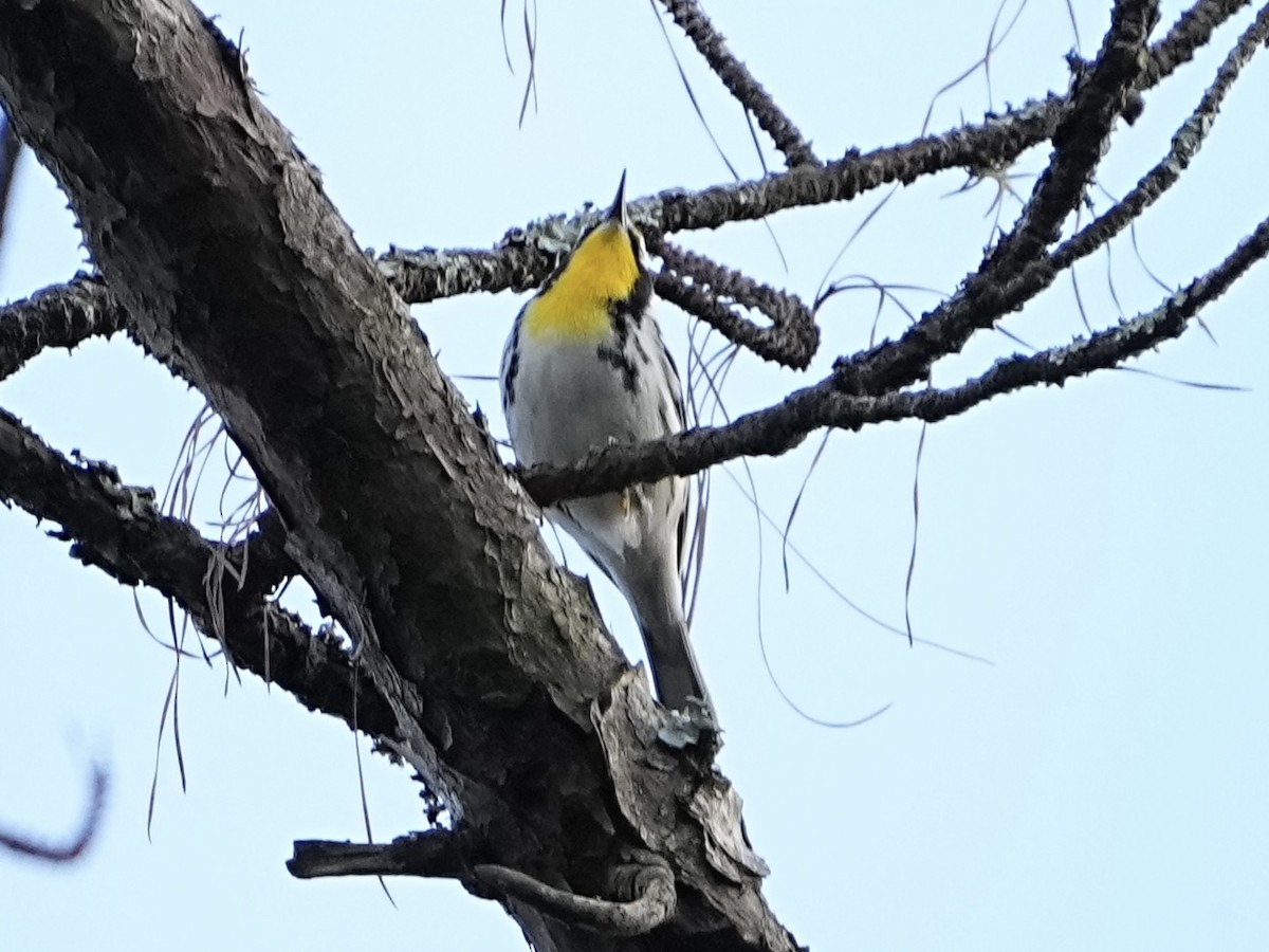 Goldkehl-Waldsänger - ML647709496