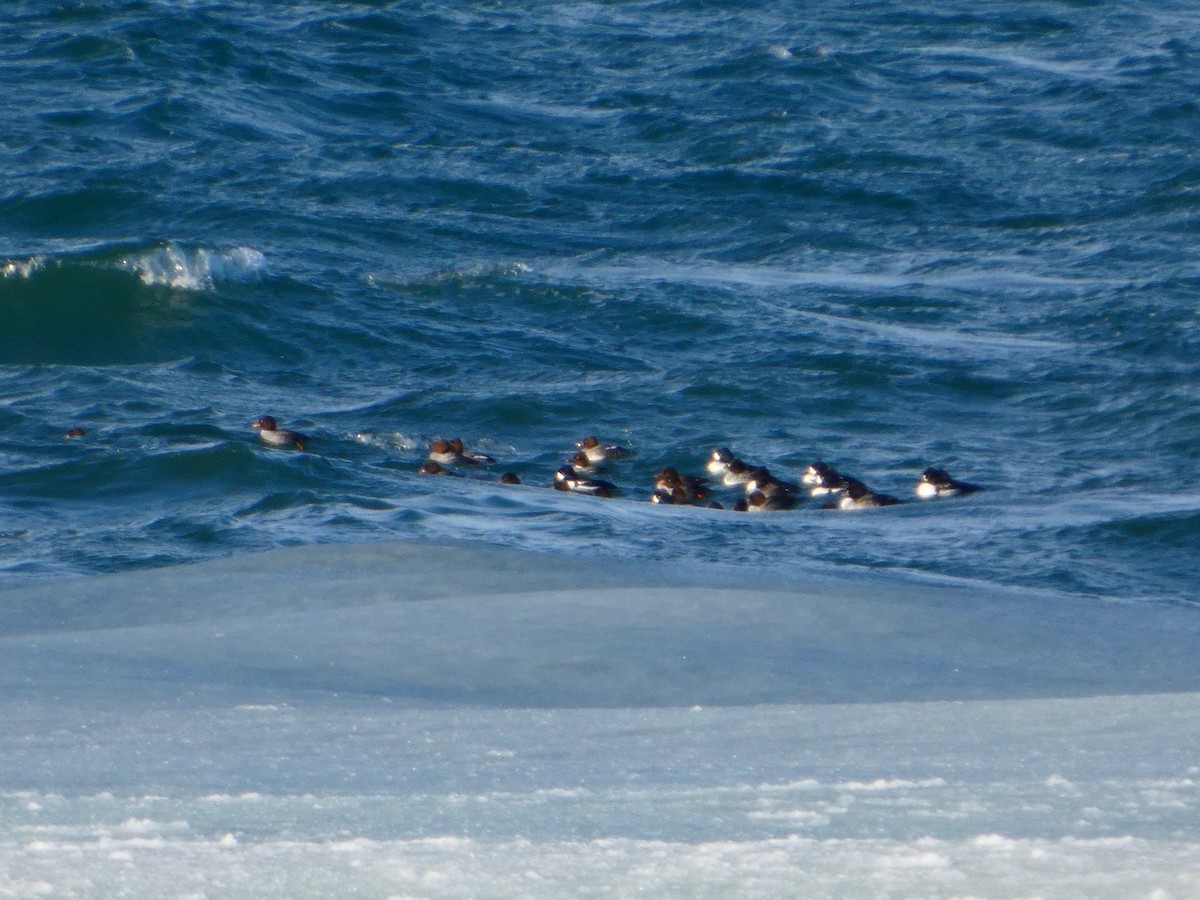 Исландский гоголь - ML647709504