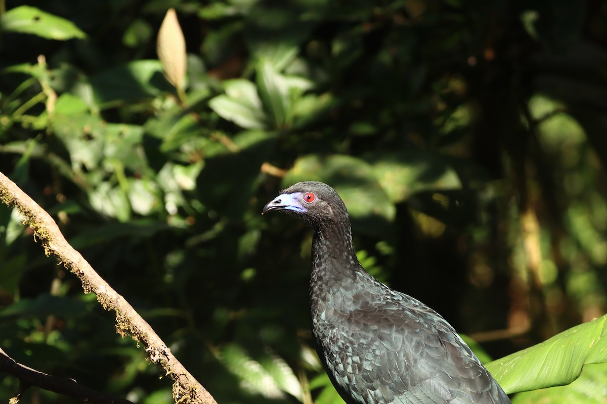 Pénélope unicolore - ML647709507