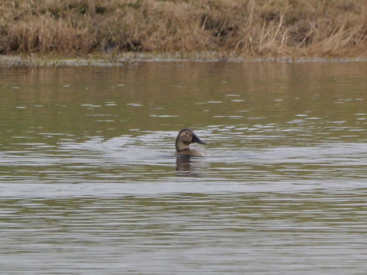 Fuligule à dos blanc - ML647709510