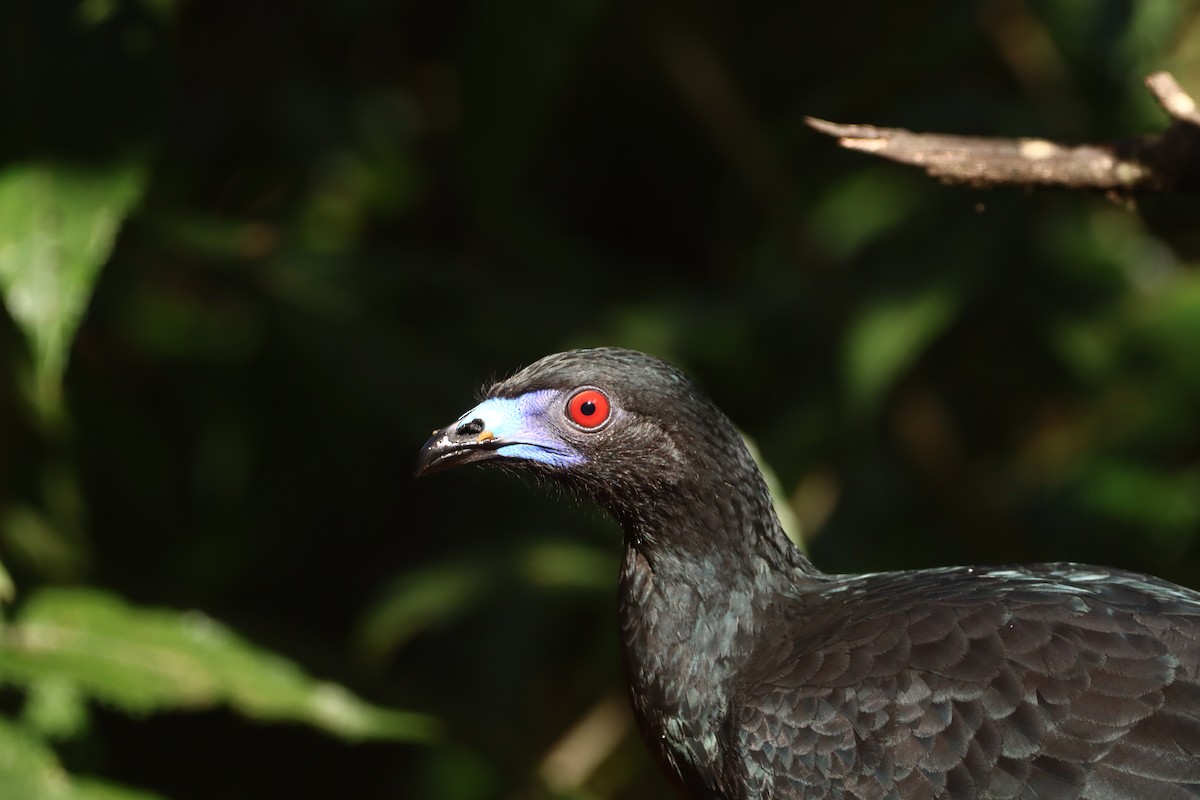 Pénélope unicolore - ML647709519