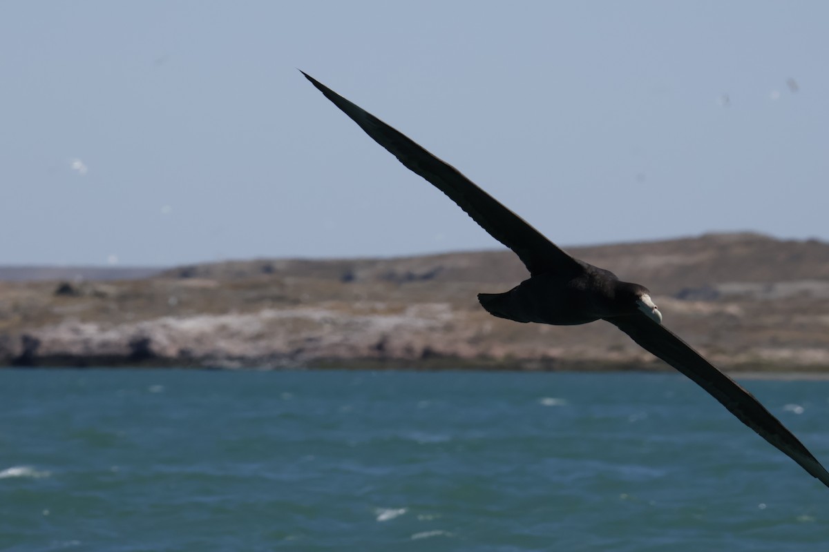 sørkjempepetrell - ML647709527