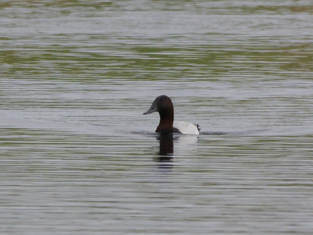Fuligule à dos blanc - ML647709534