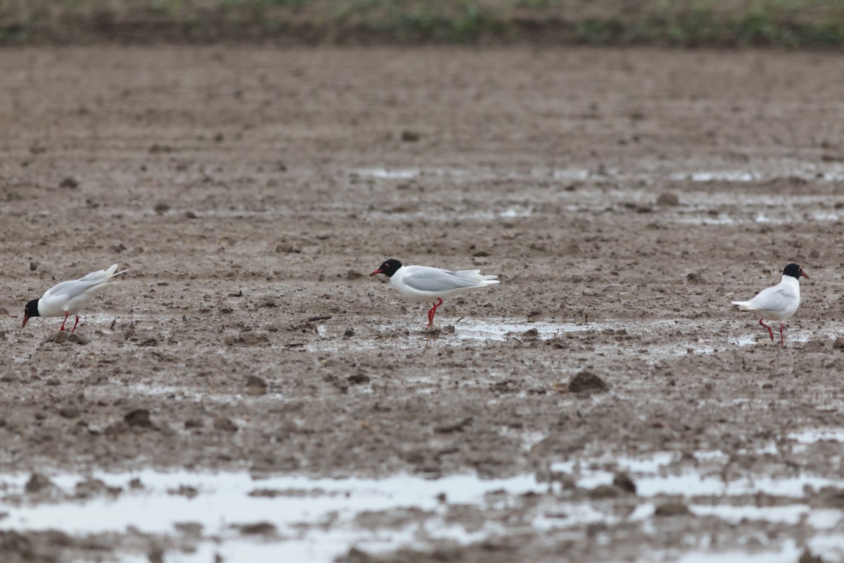 Mediterranean Gull - ML647709542