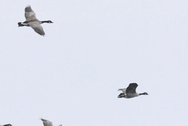 Oca canadese minore - ML647709558