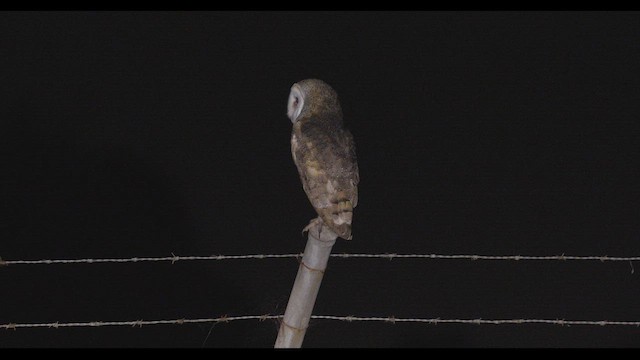 Eastern Barn Owl - ML647709586