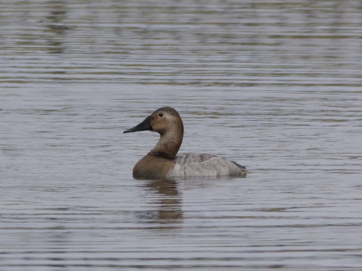 Fuligule à dos blanc - ML647709589