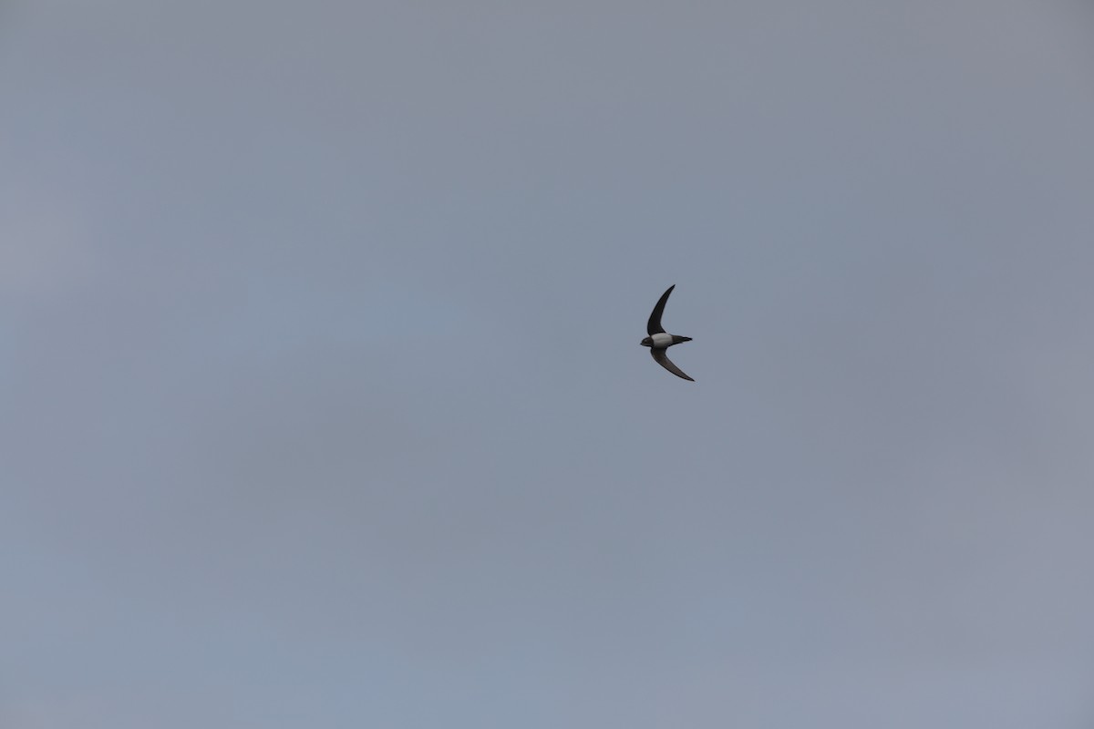 Alpensegler - ML647709590