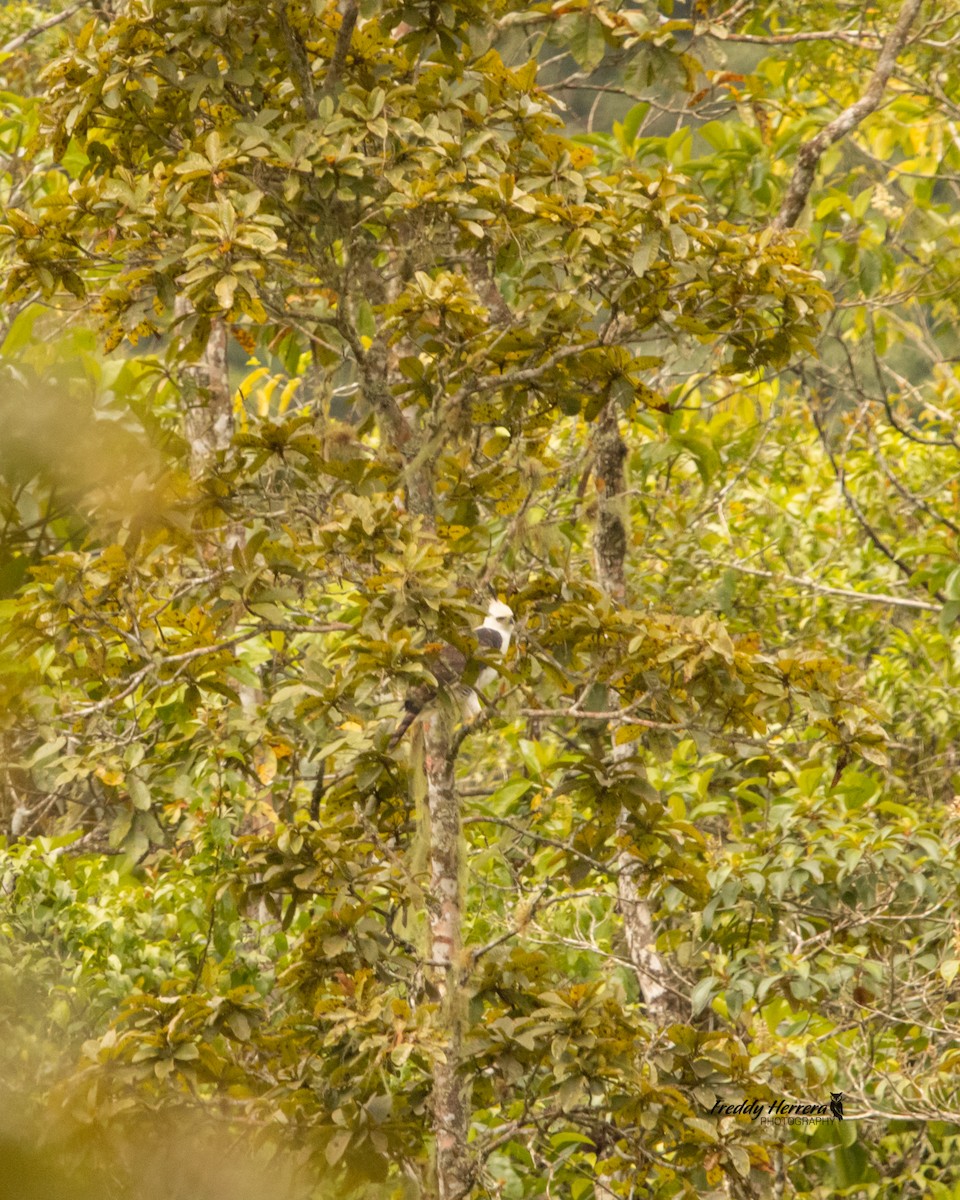 Ornate Hawk-Eagle - ML647709591