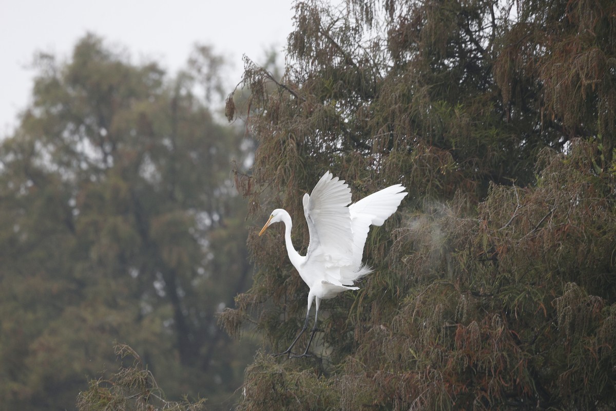Great Egret (American) - ML647709657